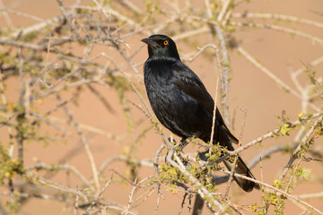 Pale-winged Starling - Onychognathus nabouroup, endemic starling from southern Africa, Namib desert, Sossusvlei, Namibia.