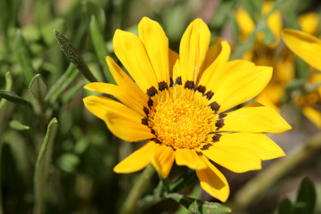  bright yellow flower