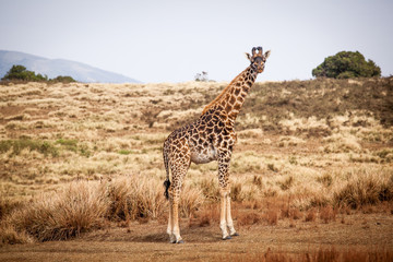 Giraffe (Camelopardalis) walking in Ngorongoro national park, Tanzania