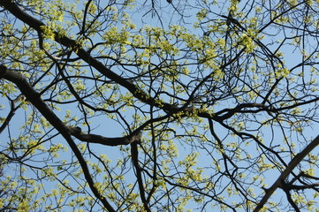 SONY DSC