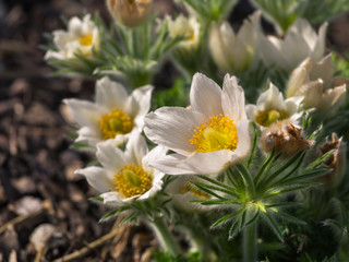 blossom of the pulsatilla vulgaris in garden