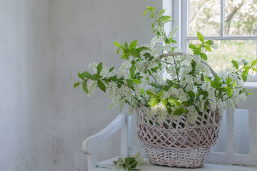 Fototapeta na wymiar spring flowers in basket on white wooden bench