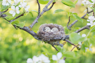 eggs in nest outdoor