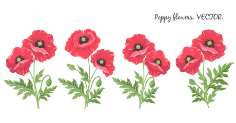 Poppy flowers. Flowering red poppies buds leaves-isolated on white background.