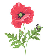 Vector illustration. Poppy flower isolated on white background-Vector.