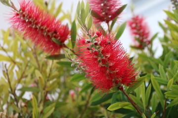 closeup of red flower