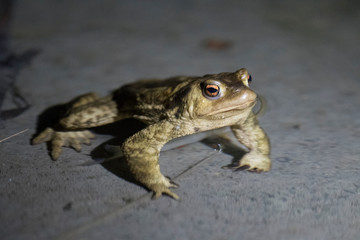 Crapaud