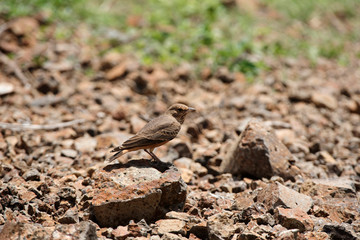 Rufous-tailed lark, Ammomanes phoenicura, Saswad, Pune district, Maharashtra, India.