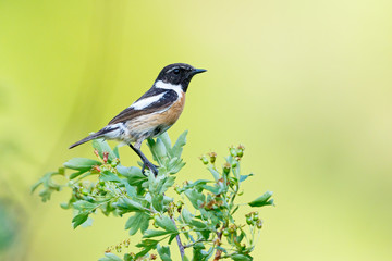 Obraz premium The European stonechat