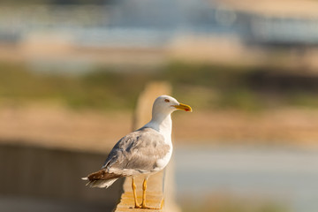 Seagull in front of a city