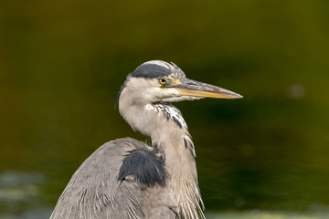 The king of Saint James Park