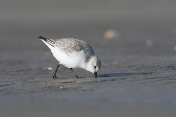 Bécasseaux sanderling