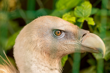 A fenced vulture (Gyps fulvus)