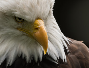 American eagle - The symbol of the President
