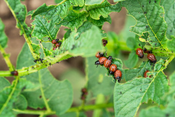 Larvae of Colorado potato beetle destroying leaves of a potato plant in the vegetable garden.