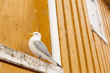 Seagull during a snowstorm nesting above a window frame of rorbuer hut in Nusfjord, Lofoten Islands, Norway, Scandinavia
