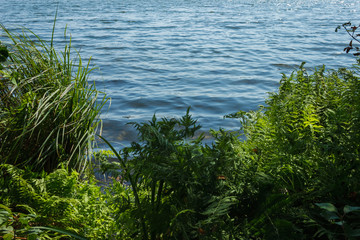 The lake shore with plants