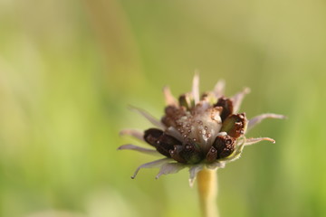 spider on leaf