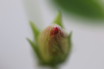 bud of a flower