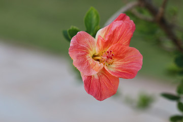 red flower