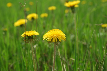 dandelions