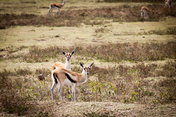 Naklejka na ściany i meble Two Thomson's gazelles (Eudorcas thomsonii) looking at the camera at Ngorongoro National Park, Tanzania