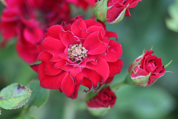 red flower in the garden