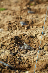 Lavender seedling for planting