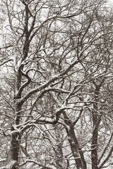 In the early spring on the branches of the trees the snow was still