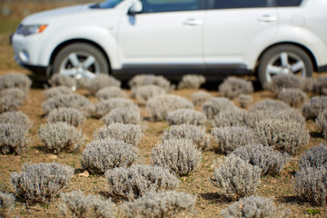Farmer's car by the lavender field