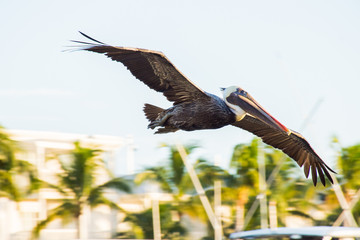 FL wild life