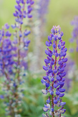 Group of violet lupins