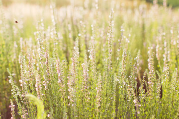 salvia flowers at sunset light