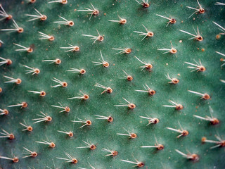  green cactus with needles