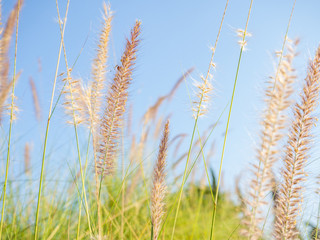 Wild grass with blue sky