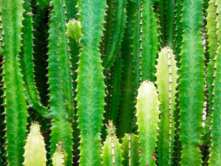 Big cactus outdoor in desert
