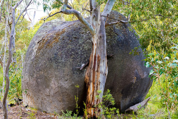 Native Australian forest vegetation in Kosciuszko National Park, NSW, Australia. Nature background with plants and vegetation.