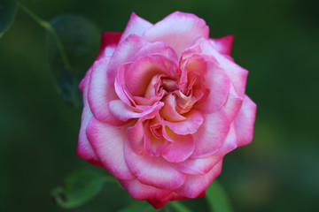 pink rose macro photo