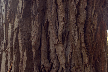 bark of a cottonwood tree
