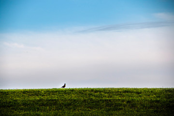 Obraz na płótnie Canvas bird on a green hill in Highland Park Rochester New York