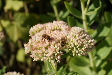 Zwei Bienen auf einem Dickblattgewächse