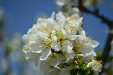 Fototapeta premium blooming cherry tree in spring
