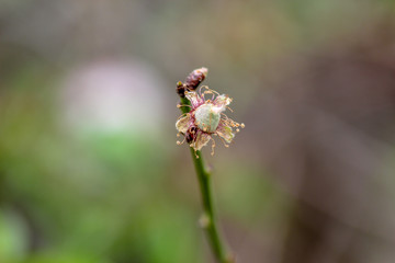 bee on flower