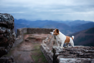 the little dog is standing on the cliff . pet Jack Russell Terrier at the ruins
