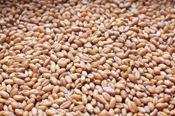 close up of ripe wheat grains