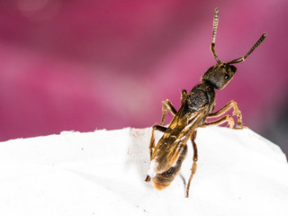 queen ant on a paper in city looking area to make colony