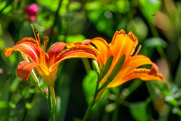 Obraz premium Orange orchids in the garden.