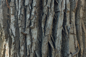 bark of a cottonwood tree
