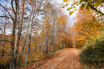 Autumn at Yedigöller National park