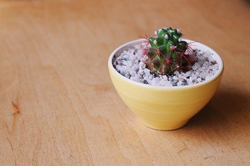 cactus in a yellow pot with white stones on wooden table